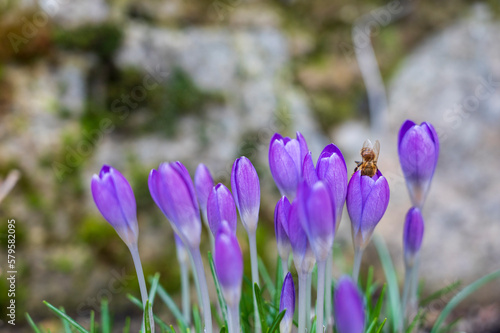 Bee on blooming purple flower of the Crocus tommasinianus plant