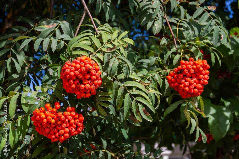Ashberry. Ripe bright orange clusters of mountain ash on the branches. Ashberry. Ripe bright orange clusters of mountain ash on the branches.