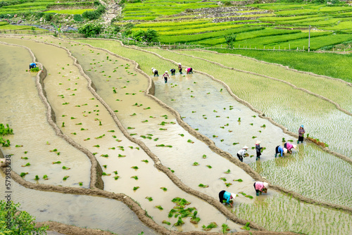 upland farmers, plowing terraced fields, rice cultivation season at Mu Cang Chai, Yen Bai province, Vietnam photo