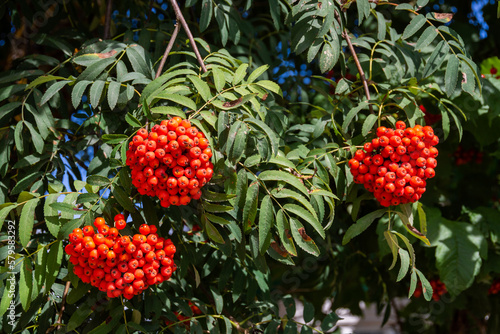 Ashberry. Ripe bright orange clusters of mountain ash on the branches. 