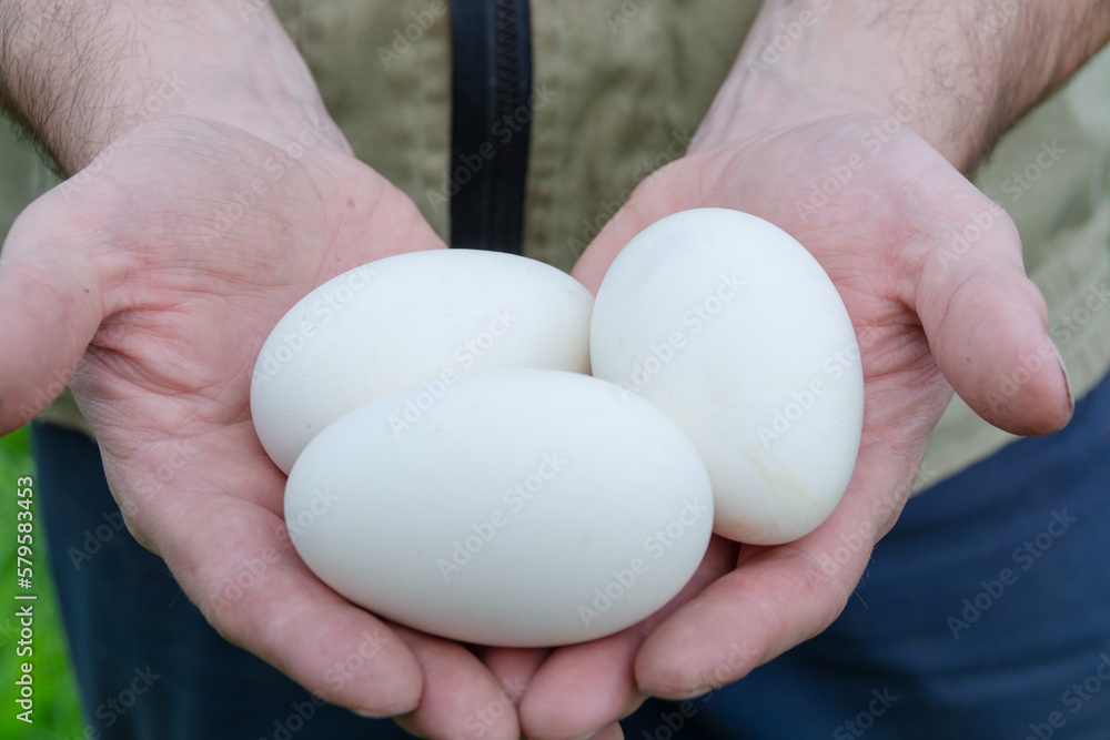 Large white chicken eggs from domestic chickens. Large white chicken eggs from domestic chickens.