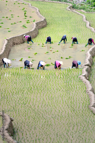 upland farmers  plowing terraced fields  rice cultivation season at Mu Cang Chai  Yen Bai province  Vietnam