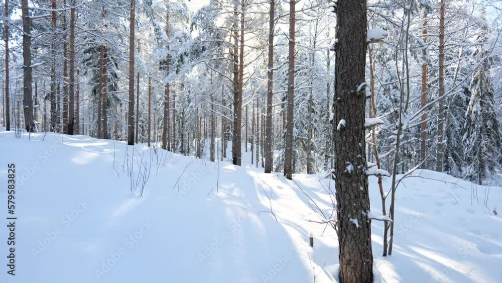 Beautiful winter forest scenery with everything covered in snow. Sun light bursting through trees. Shot in Finland. Beautiful winter forest scenery with everything covered in snow. Sun light bursting through trees. Shot in Finland.