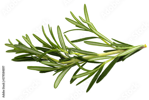 Rosemary leaf herbal is spices isolated on a transparent background