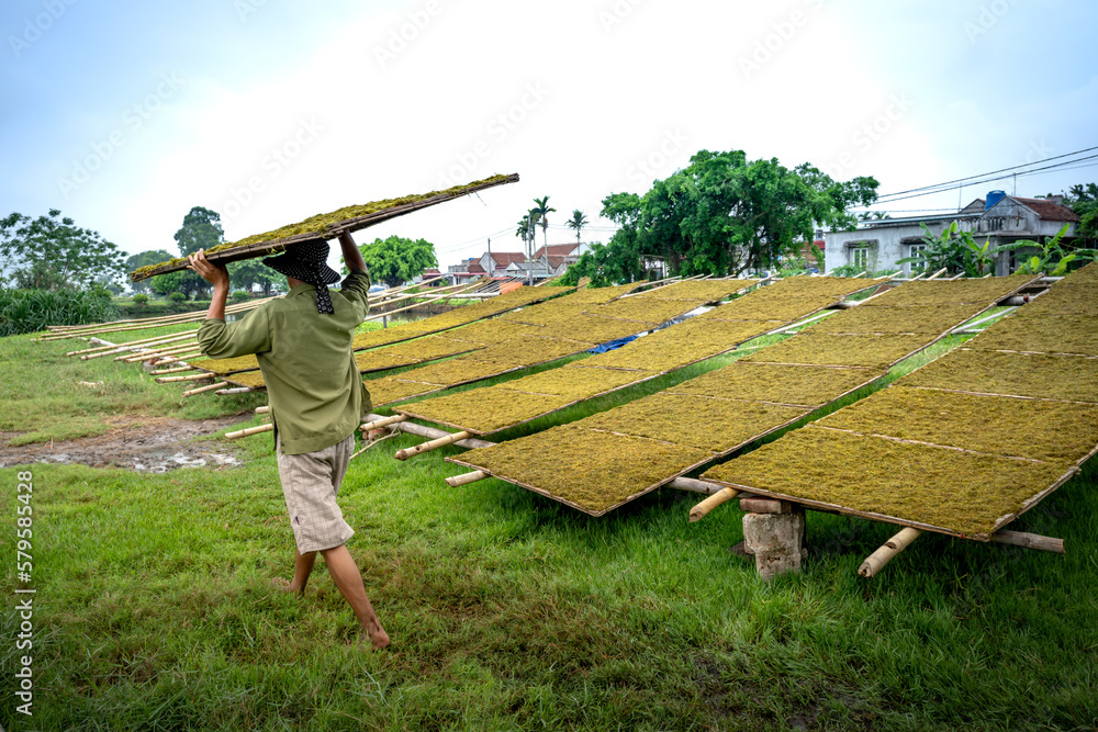 Farmers dry leaves of tobacco plants after slicing into fibers