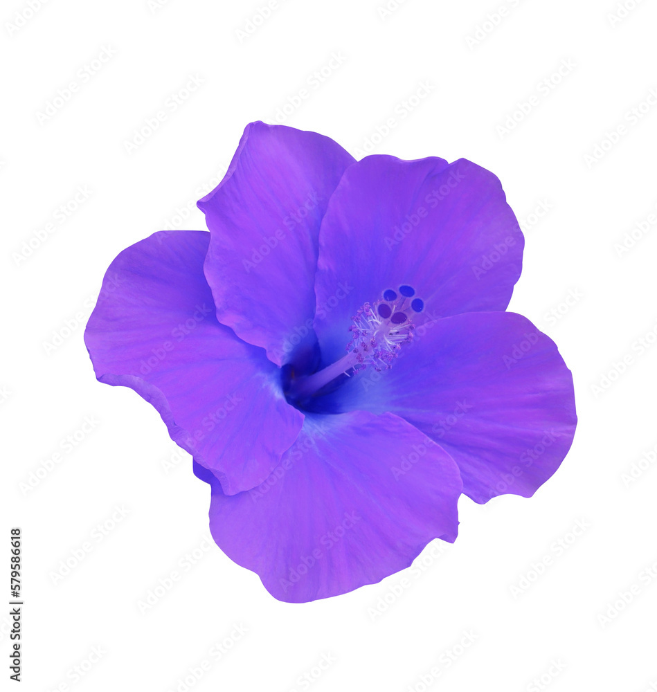 Shoe Flower or Hibiscus or Chinese rose flower. Close up violet hibiscus flower isolated on transparent background. Shoe Flower or Hibiscus or Chinese rose flower. Close up violet hibiscus flower isolated on transparent background.
