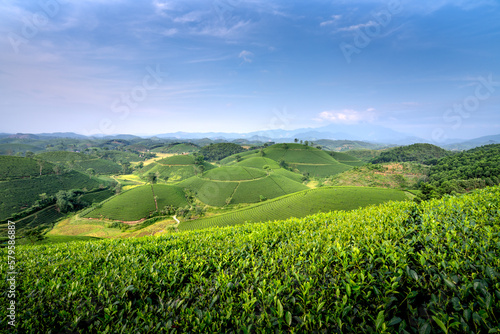 Long Coc tea hill, Phu Tho province, Vietnam in an early foggy morning.Long Coc is considered one of the most bheautiful tea hills in Vietnam, with hundreds and thousands of small hills.