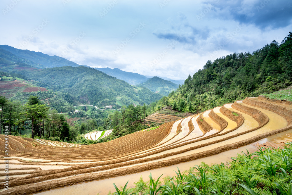 Curved Rice Curved lines of Terraced rice field during the watering season at the ...