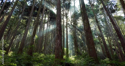 Sunlight in the green forest in Alishan national forest recreation area of taiwan
