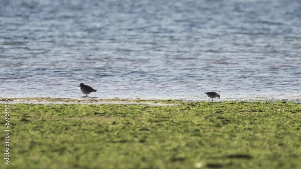 Two birds Kentish plovers in a wetland by the Atlantic Ocean, looking for food. Blue lagoon in the background Two birds Kentish plovers in a wetland by the Atlantic Ocean, looking for food. Blue lagoon in the background