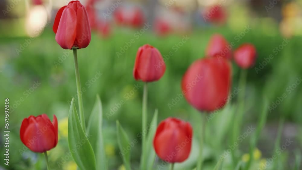 Red tulips growing in the garden. Camera focuses on a close-up of a red tulip bulb. Hand held shot. Red tulips growing in the garden. Camera focuses on a close-up of a red tulip bulb. Hand held shot.