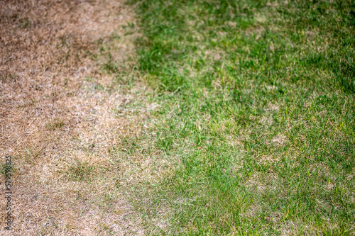 Visible distinction between healthy lawn and chemical burned grass. 