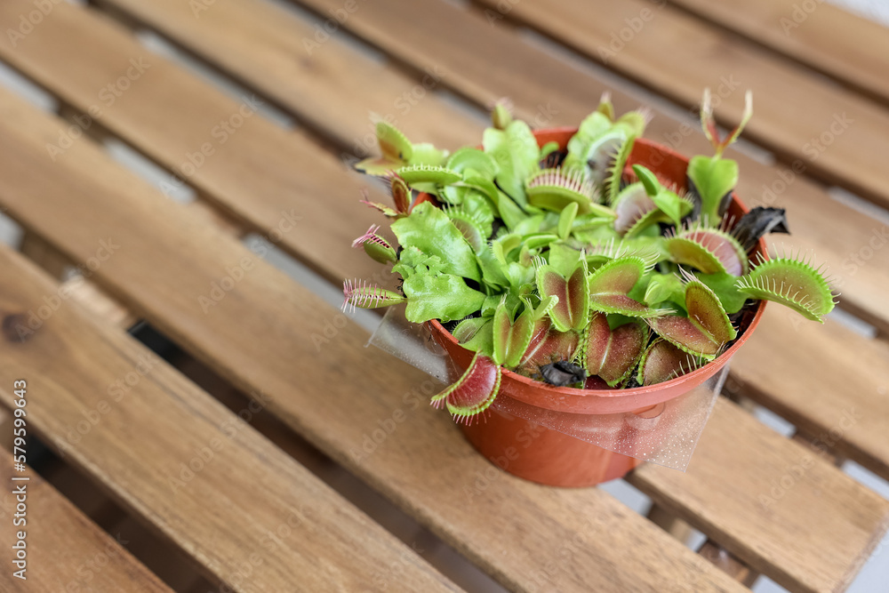 Dionaea muscipula on wooden table