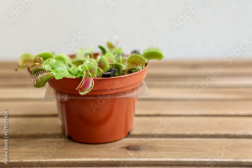 Dionaea muscipula on wooden...