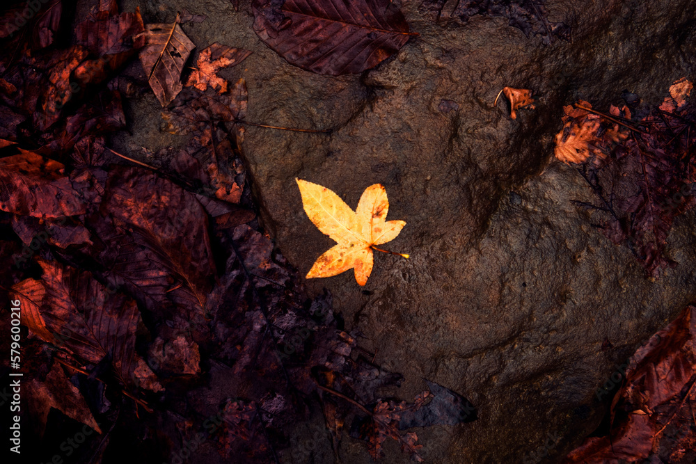 autumn leaves on the rocks