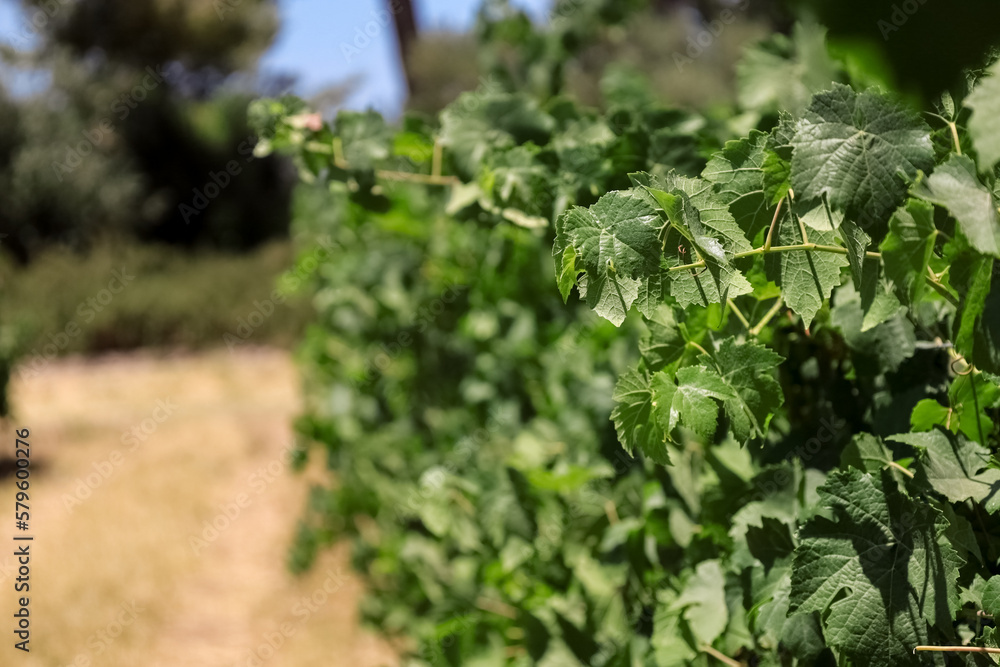 Green grape leaves in vineyard, closeup Green grape leaves in vineyard, closeup