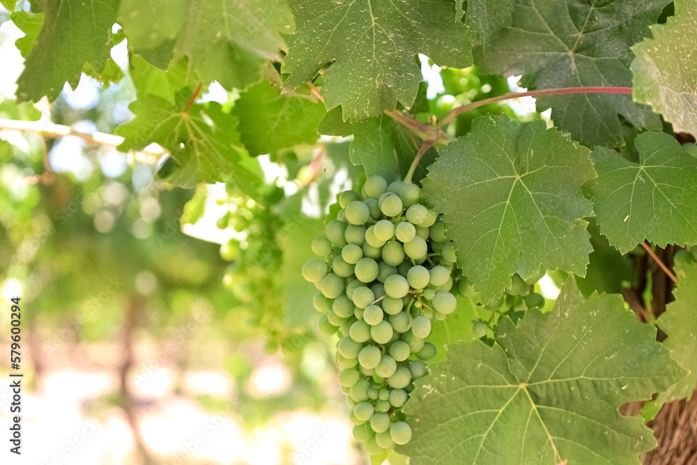 Bunch of green grapes in vineyard, closeup Bunch of green grapes in vineyard, closeup