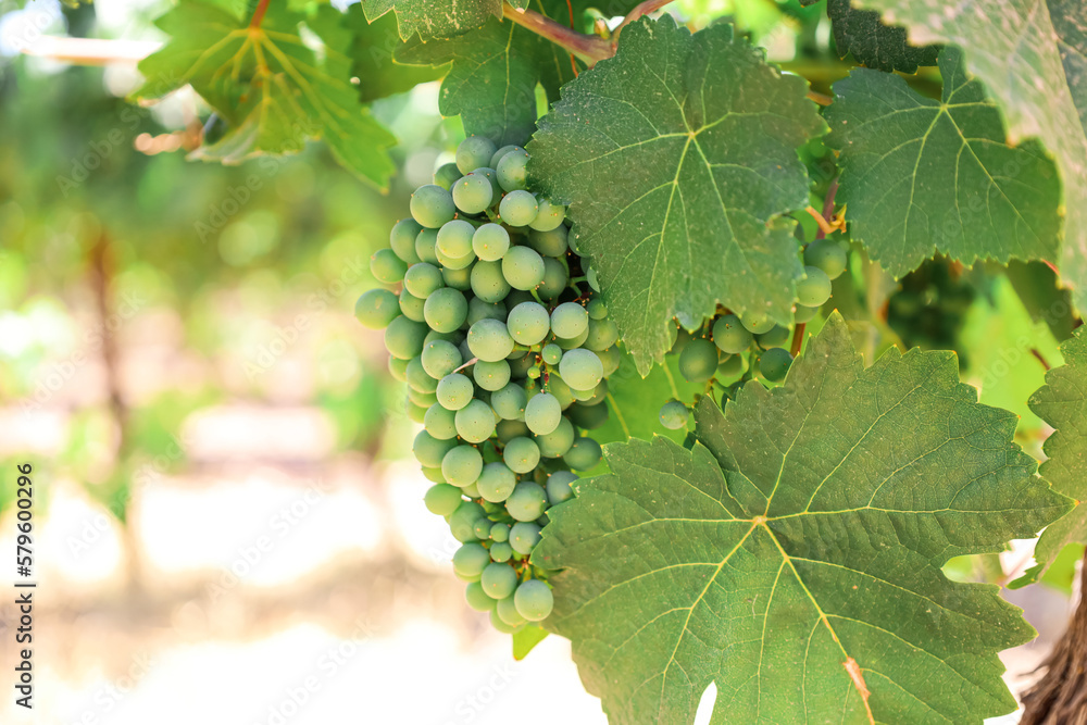 custom made wallpaper toronto digitalBunch of green grapes in vineyard, closeup