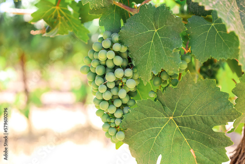 Wallpaper Mural Bunch of green grapes in vineyard, closeup Torontodigital.ca