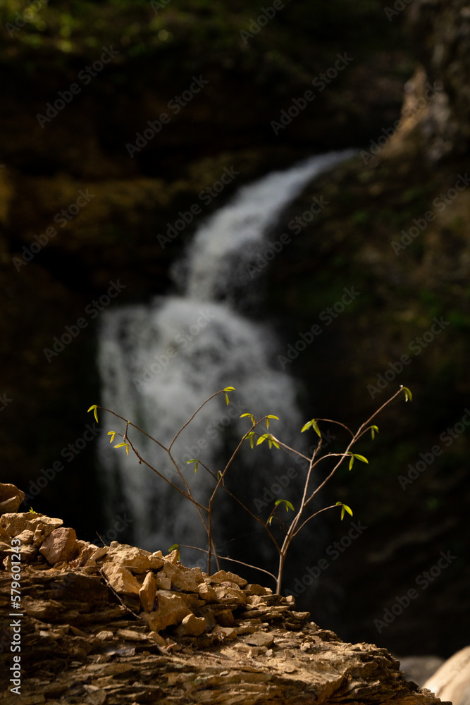 sapling by waterfall
