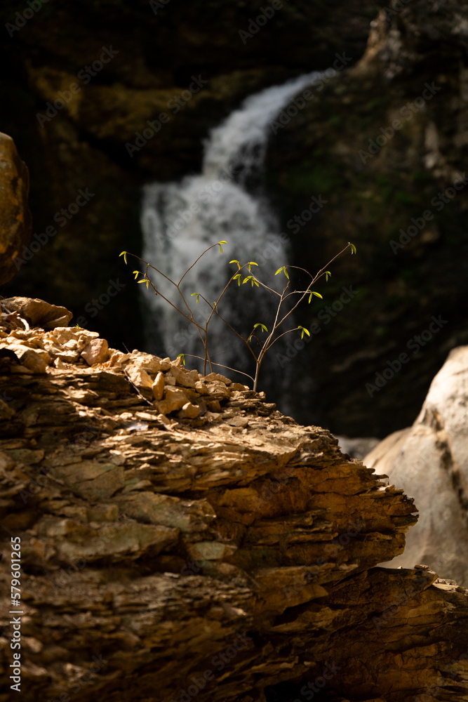 sapling by waterfall