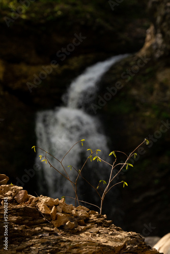 Obraz na płótnie sapling by waterfall w salonie