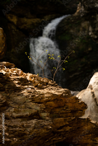 Obraz na płótnie sapling by waterfall w salonie