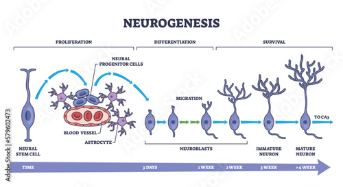 Neurogenesis as detailed neuron development process stages outline diagram. Labeled educational scheme with brain cells growth vector illustration. Proliferation, differentiation and survival steps.