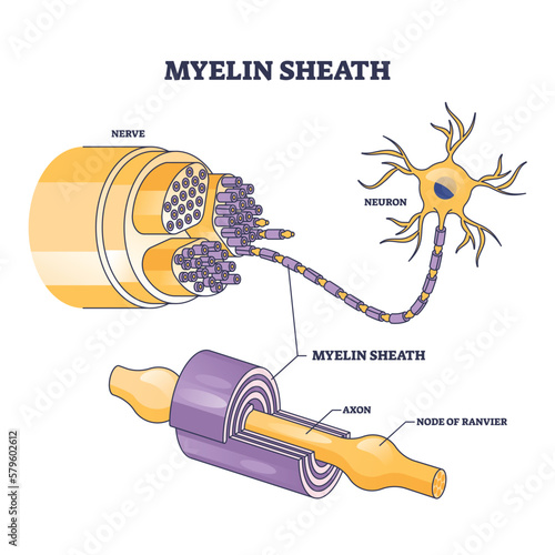 Myelin sheath as insulation layer for brain or spinal nerve outline diagram. Labeled educational anatomical scheme with physiological neuron, axon and node of ranvier location vector illustration. photo