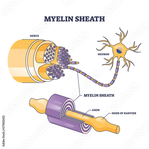 Myelin sheath as insulation layer for brain or spinal nerve outline diagram. Labeled educational anatomical scheme with physiological neuron, axon and node of ranvier location vector illustration.
