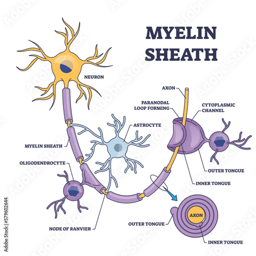 Myelin sheath layer for axon nerve with detailed structure outline diagram. Labeled educational anatomy scheme with microbiological medical nervous system part vector illustration. Neuron insulation. photo