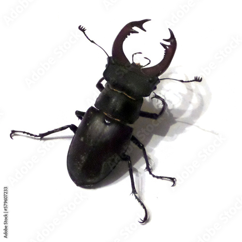 Stag beetle insect on isolated white background.