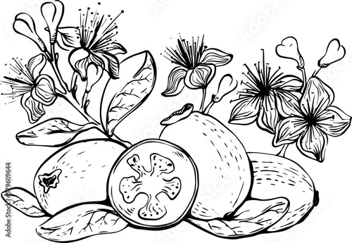 Hand drawn lineart feijoa fruits with flowers and leaves on white background