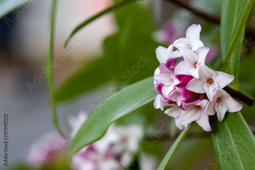 春に咲くいい香りのする沈丁花の花