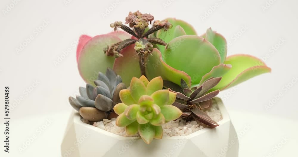 Group of succulent plants in white ceramic pot on a rotating platform Group of succulent plants in white ceramic pot on a rotating platform