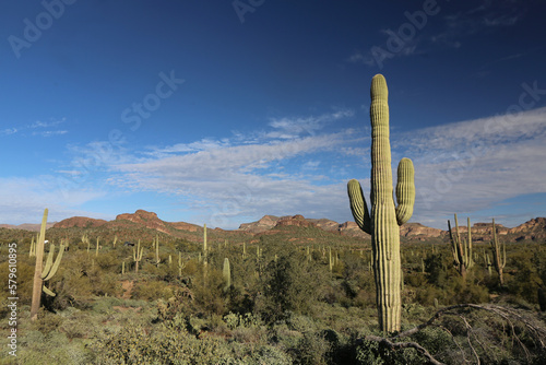 Arizona saguaro cactus