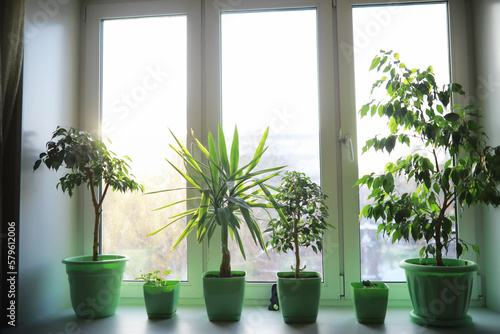 Indoor plants and flowers in pots by the window. Seedlings on the windowsill.