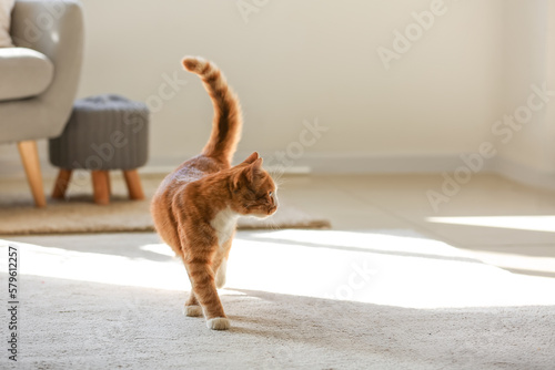 Foto Cute red cat on carpet in living room