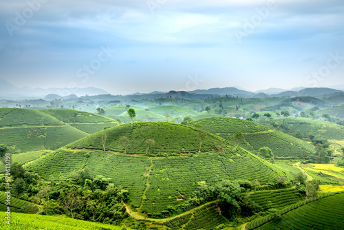Long Coc tea hill, Phu Tho province, Vietnam in an early foggy morning.Long Coc is considered one of the most bheautiful tea hills in Vietnam, with hundreds and thousands of small hills.