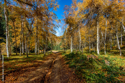 autumn in the forest © Александр Ульман