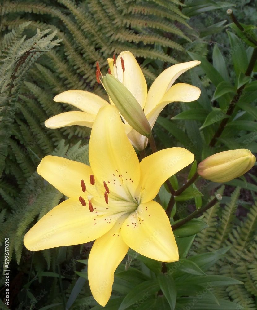 Fototapeta premium Beautiful yellow lily flowers on the background of fern leaves.