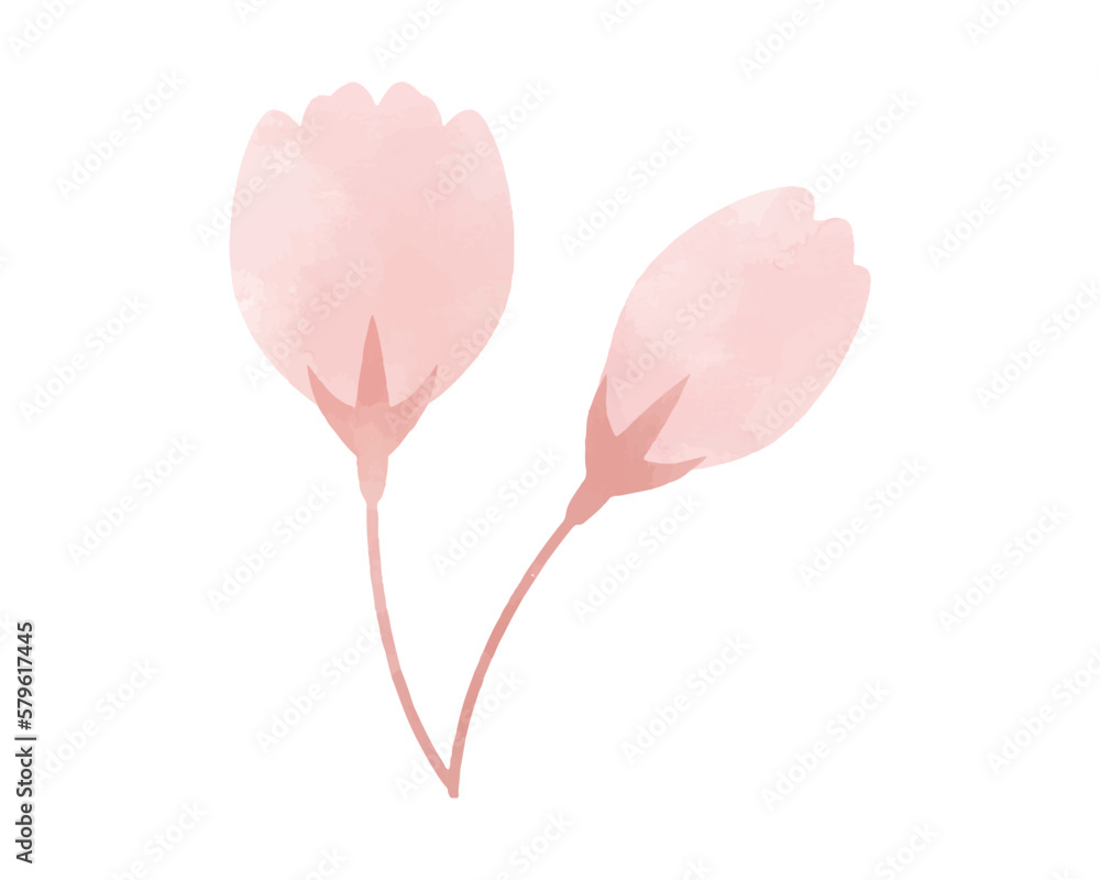 手描き水彩風・桜の花のイラスト　つぼみ