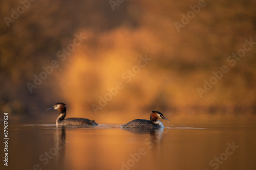 Haubentaucher schwimmt auf dem See bei Sonnenaufgang
