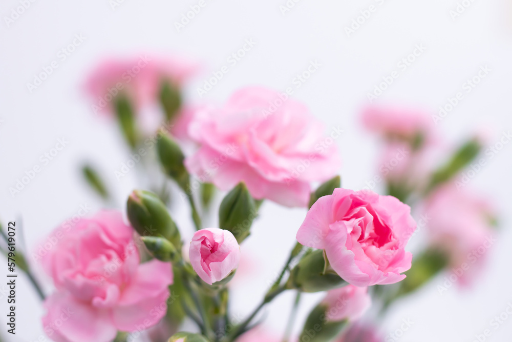 Bunch of beautiful pink Carnations in the vase. 