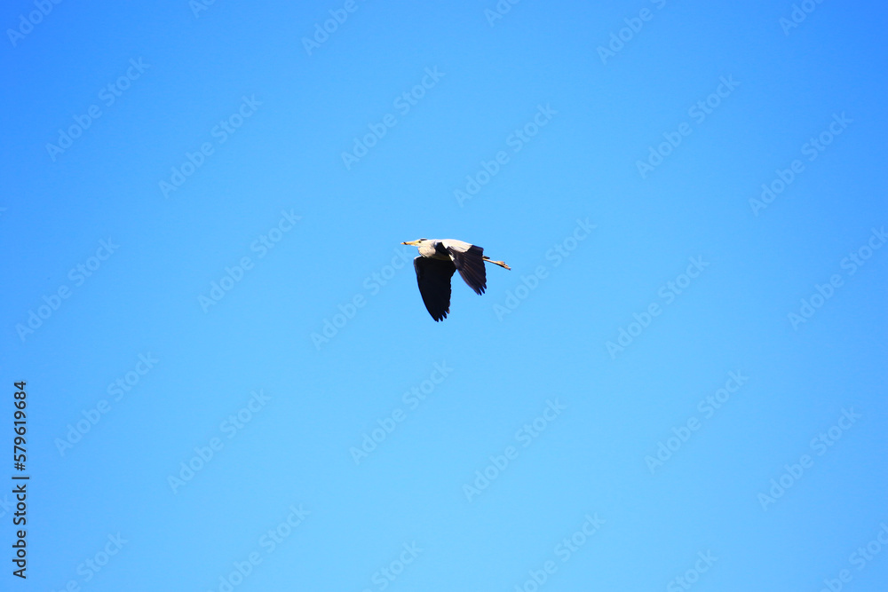 Gray heron carrying a food with its beak under clear blue sky. Gray heron carrying a food with its beak under clear blue sky.