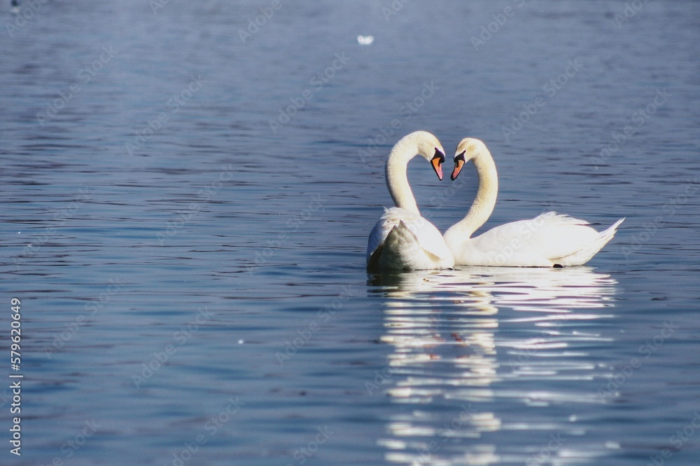 Swan love ❤️ Swan love ❤️