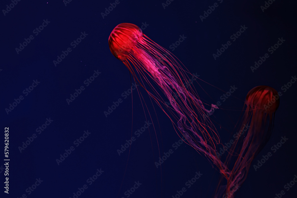 Fototapeta premium Shooting macro Chrysaora pacifica underwater