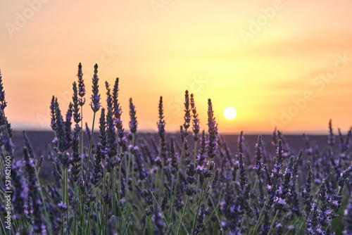 Close-up of lavender in bloom at sunset, with the sun setting on the horizon. Provence, France