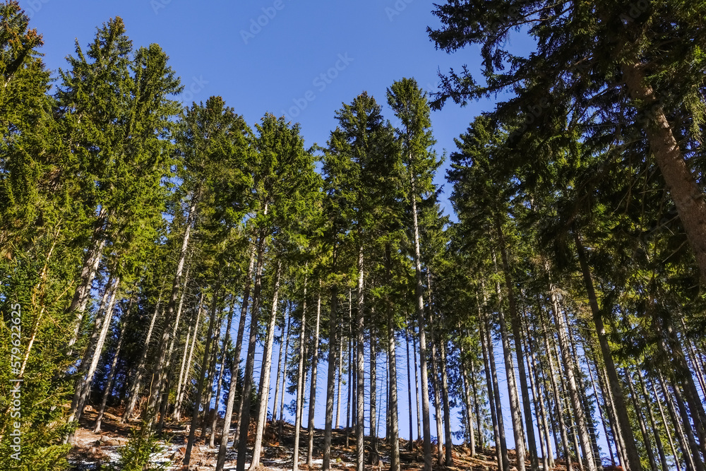 straight green pine trees in a forest and dark blue sky straight green pine trees in a forest and dark blue sky