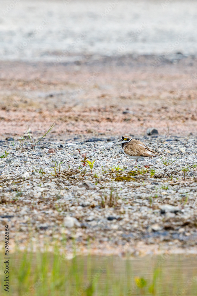 Plover bird standing on a beach Plover bird standing on a beach